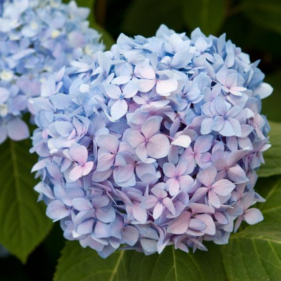 Hydrangeas for Sale Buy Hydrangea in Bulk Melbourne